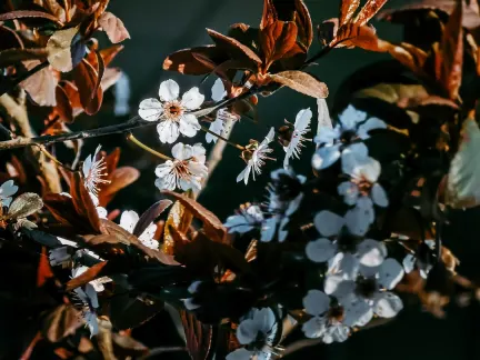 Glimmer Casino Aip Soghluaiste